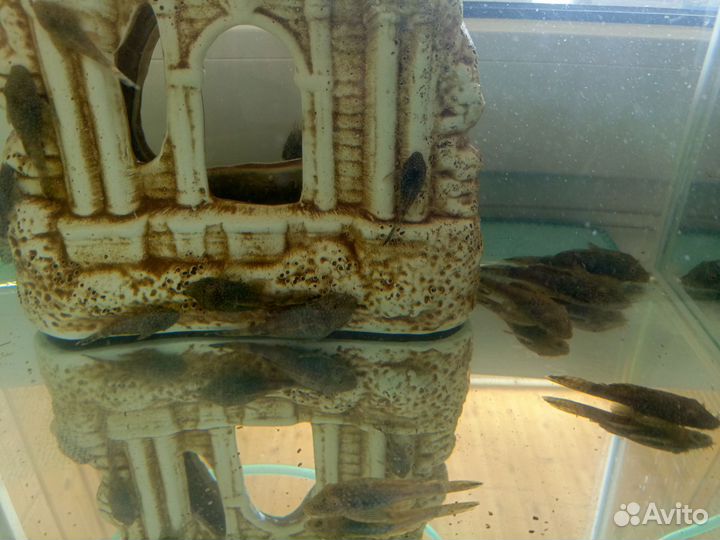 Сомики анциструсы