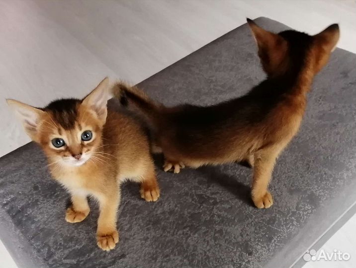 Абиссинские котята