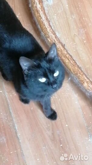 Курильский бобтейл котята. Доставка