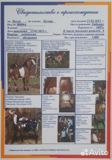 Англо нубийский козел