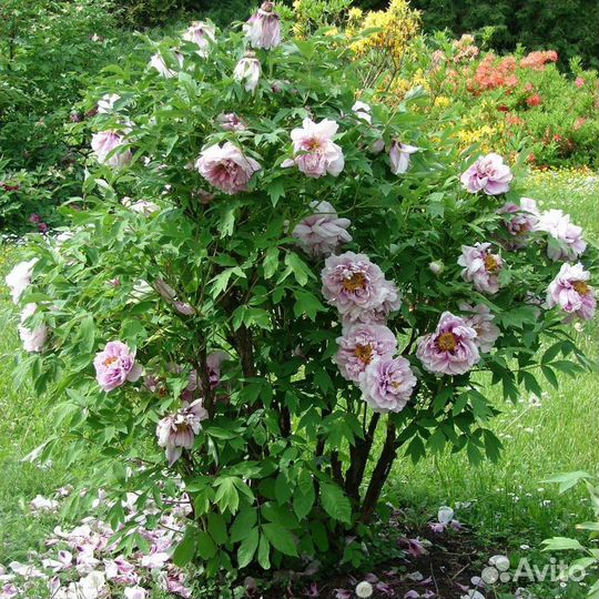 Саженцы древовидного пиона