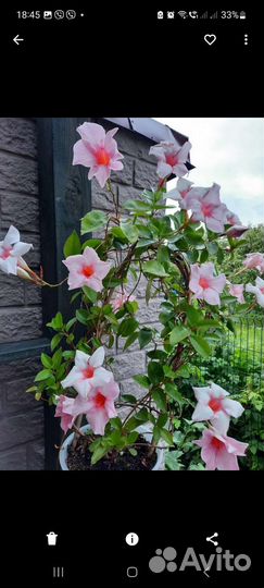 Дипландия (Мандевилла) семена