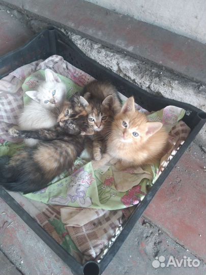 Кошка в дар бесплатно