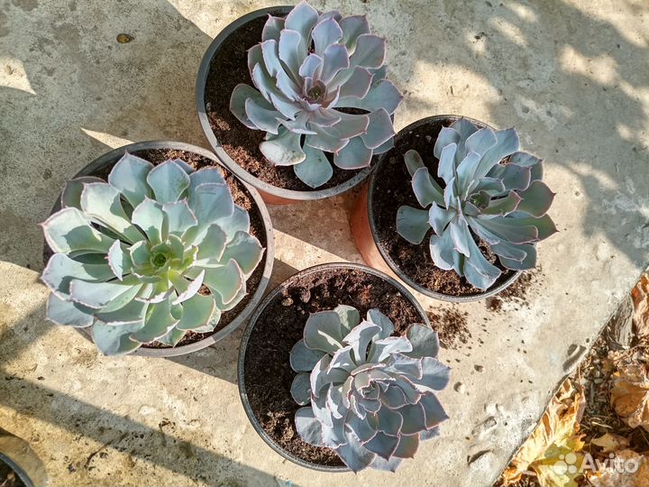 Продам эхеверии