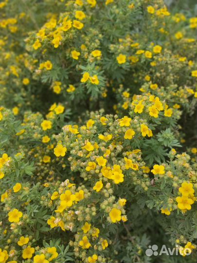 Саженцы курильский чай