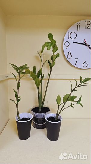 Замиокулькас