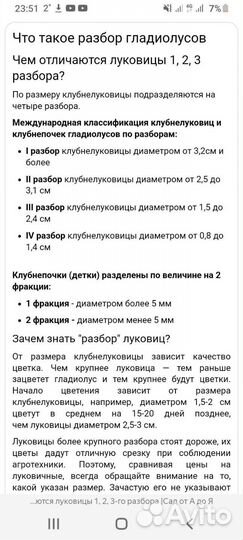 Сортовые гладиолусы. Детки ч.1