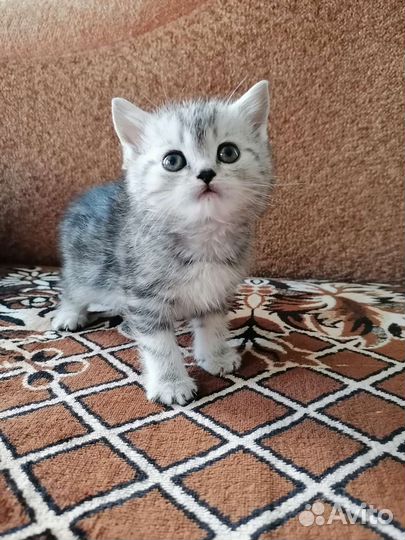 Шотландская