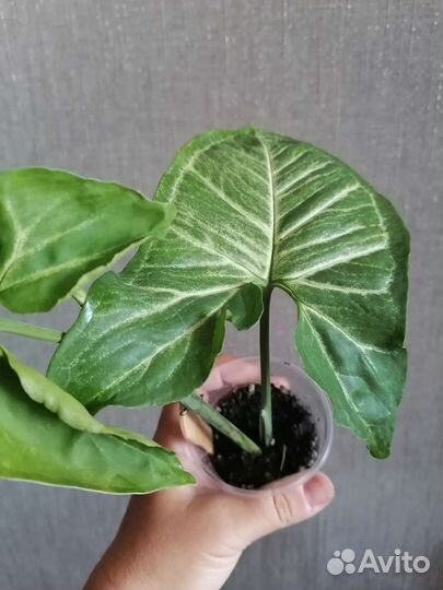 Сингониумы