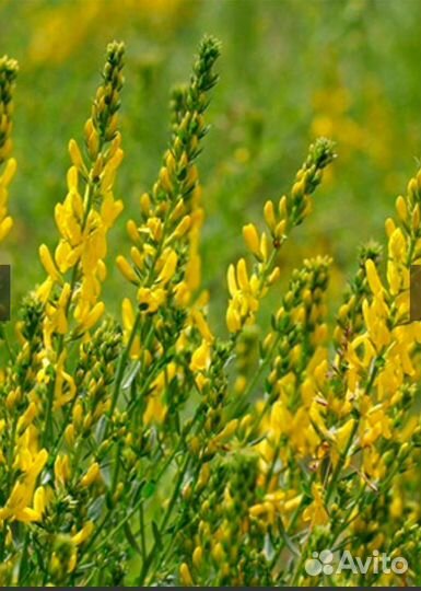 Дрок красильный для щитовидки, сухое сырье