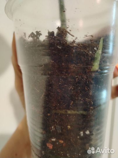 Сциндапсус Борнео