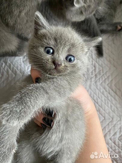 Британская вислоухая кошка