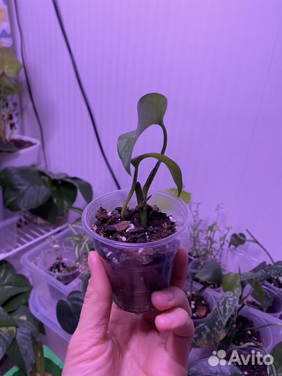 Эпипремнум золотистый