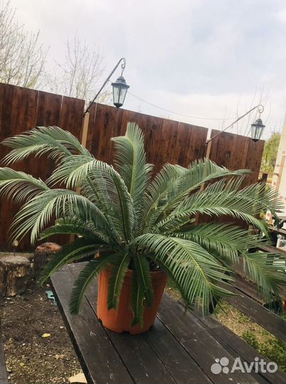 Пальма Саговая (Цикас)