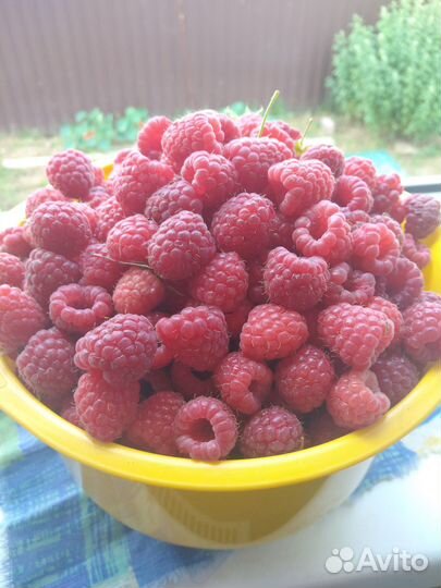 Саженцы ремонтантной малины