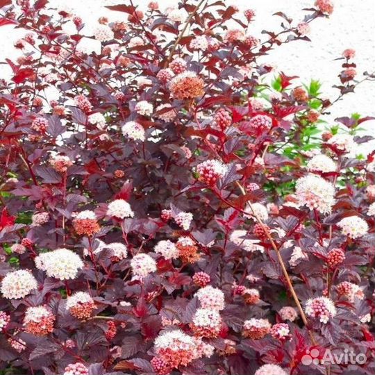 Пузыреплодник калинолистный Леди Ред саженцы