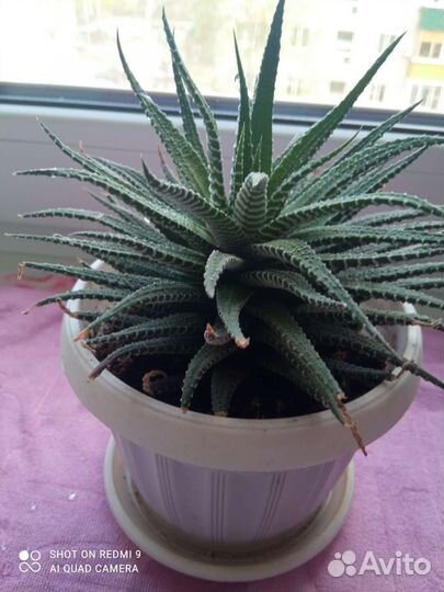 Комнатные растения