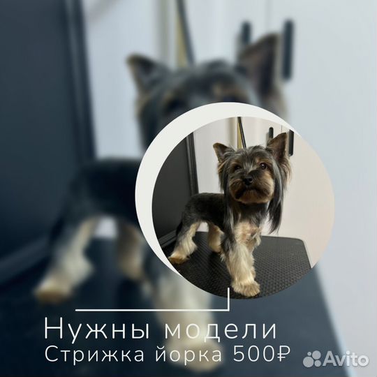 Груминг, стрижка собак и кошек