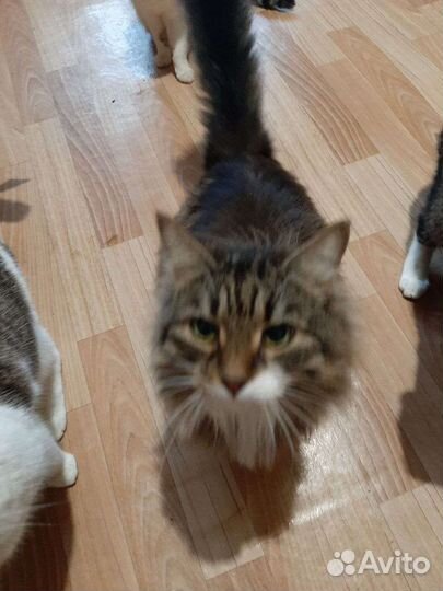 Кошка Марта