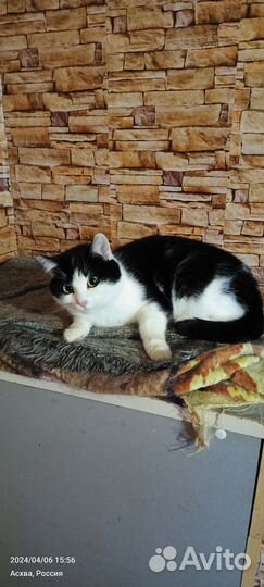 Кошка в дар