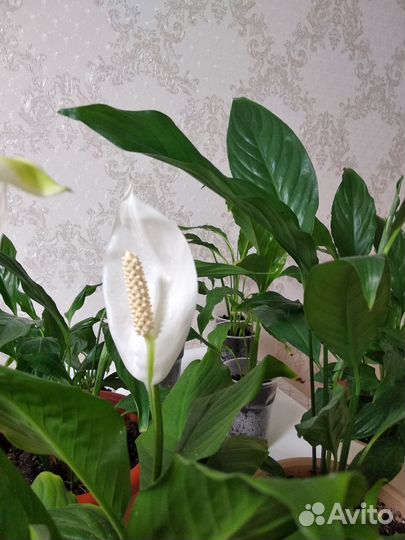 Спатифиллум 