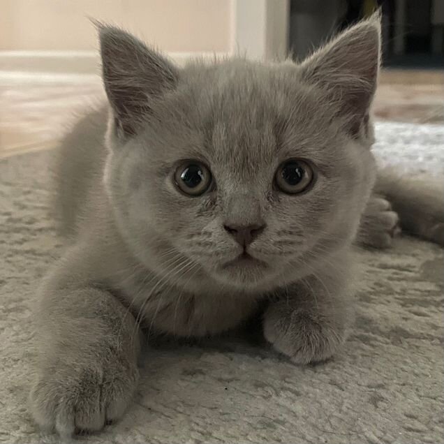 Британский короткошёрстный котёнок