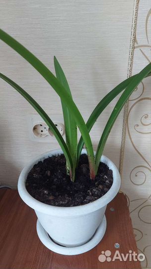 Гиппиаструм