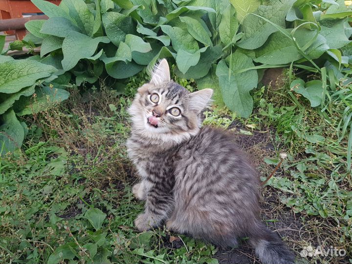 Кошечка 3 месяца
