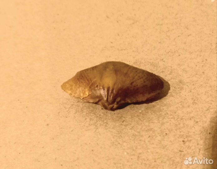 Окаменелости