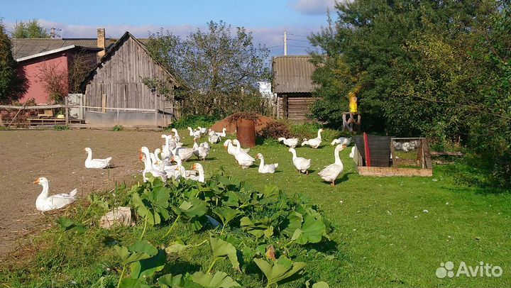 Гуси, порода Линда, продажа