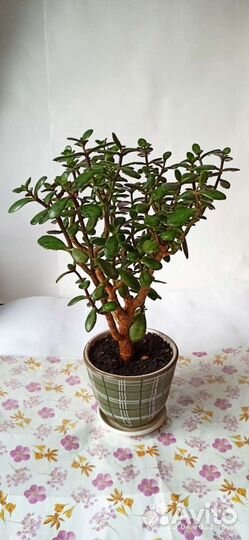 Толстянка дерево