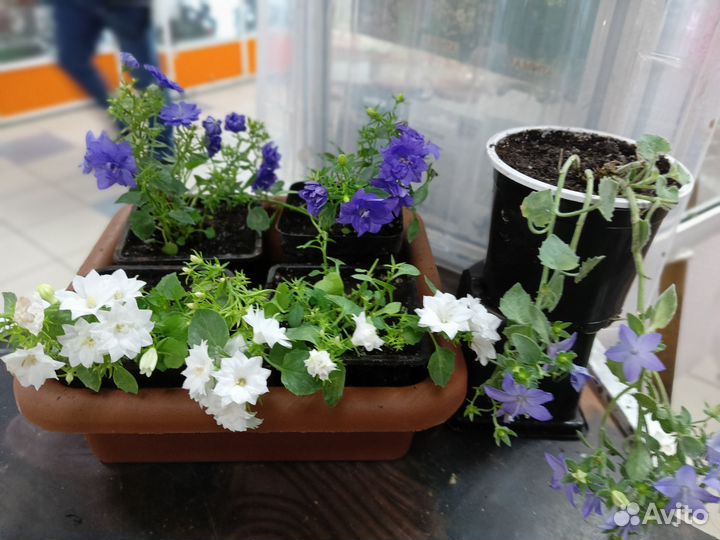 Кампанула жених и невеста