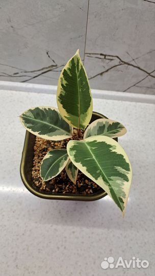 Фикус тинеке