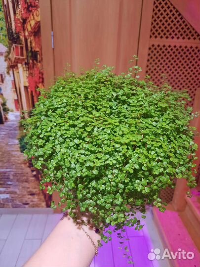 Солейролия