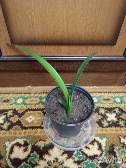 Цветок Кливия