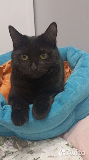 Котенок девочка Баги