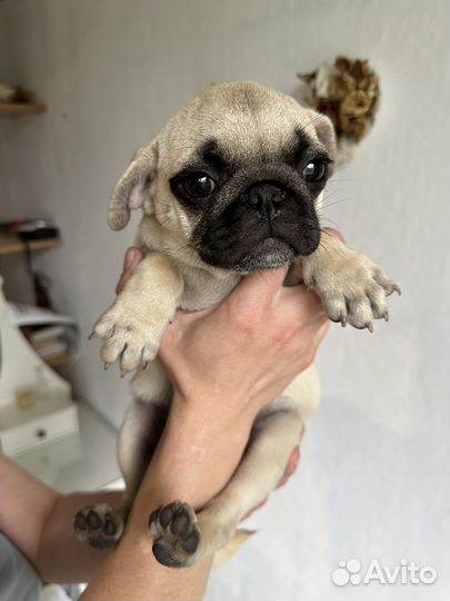 Щенки мопса