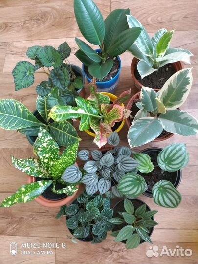 Комнатные цветы