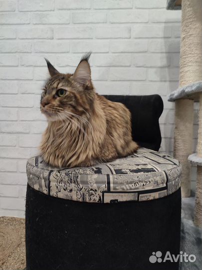 Передержка кошек