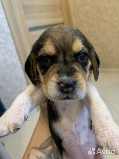 Щенки бигль