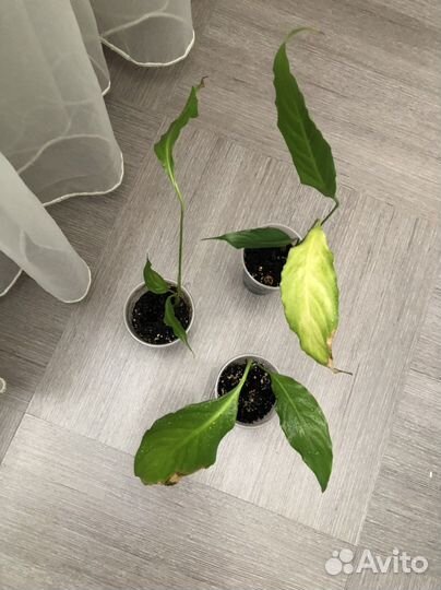 Спатифиллум