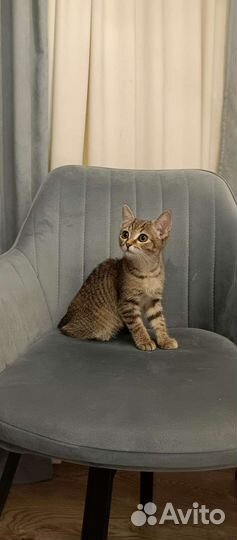 Котенок 2,5 мес, девочка