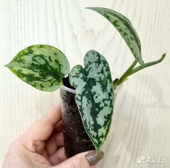 Сциндапсус Silver Lady