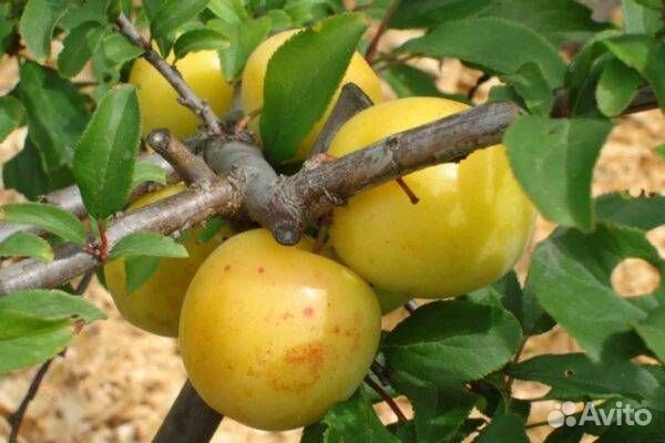 Саженцы Алыча сорт Медовая