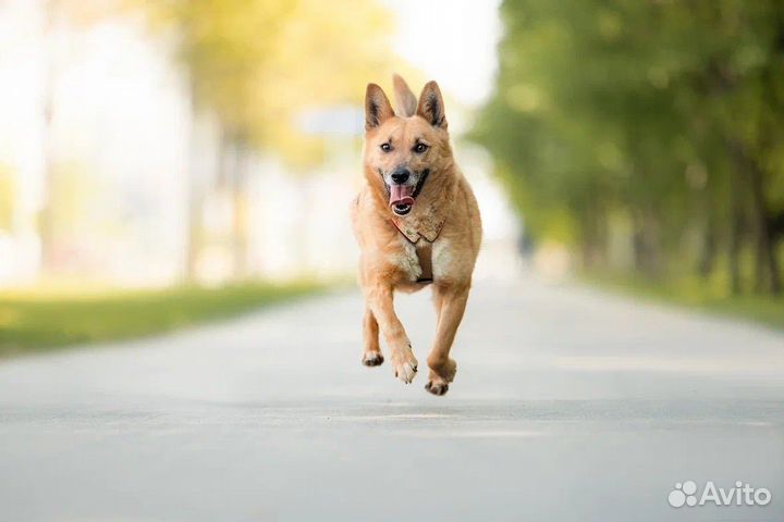 Собака в добрые руки отдам бесплатно