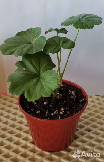 Пеларгония герань зональная/королевская