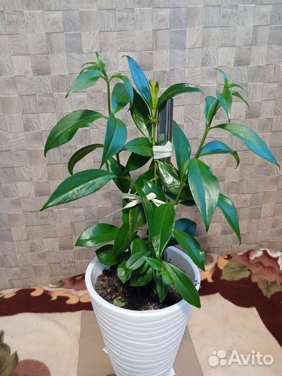 Эсхинантус жар птица