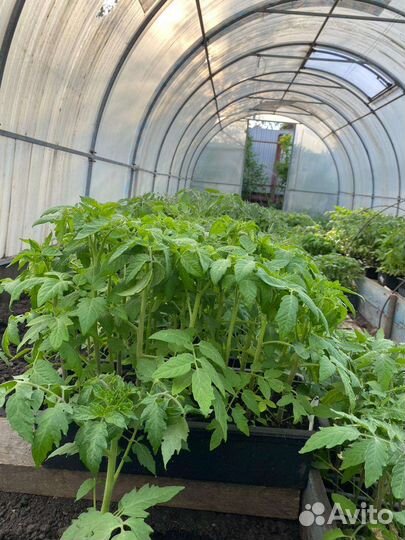 Рассада помидоров томатов