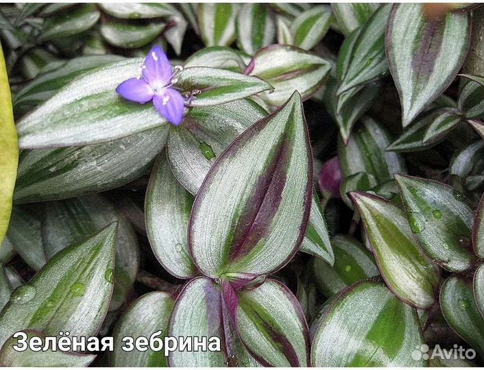 Традесканция