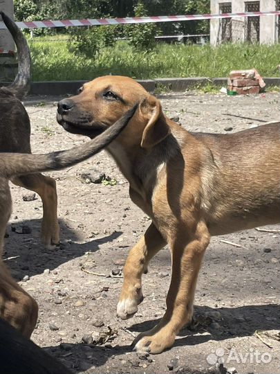 Собака в добрые руки